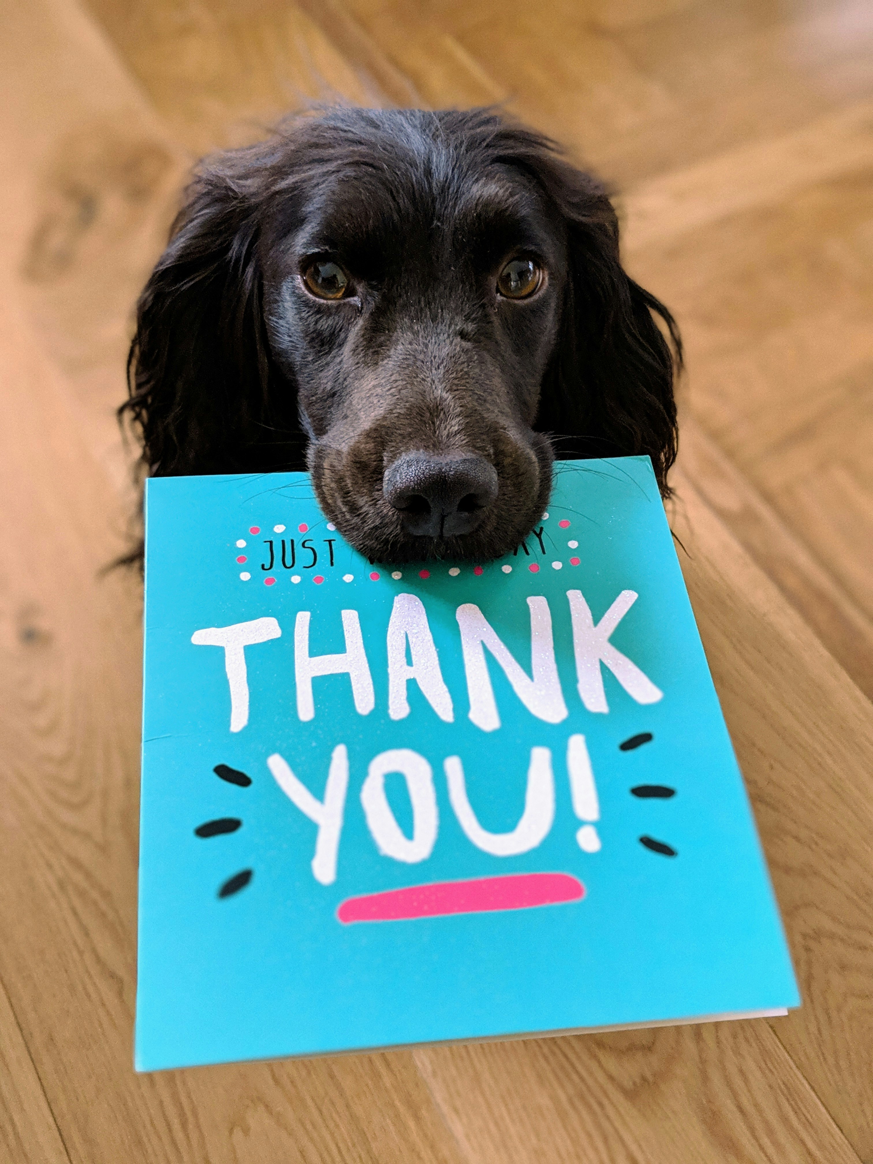 Happy dog with thank you sign