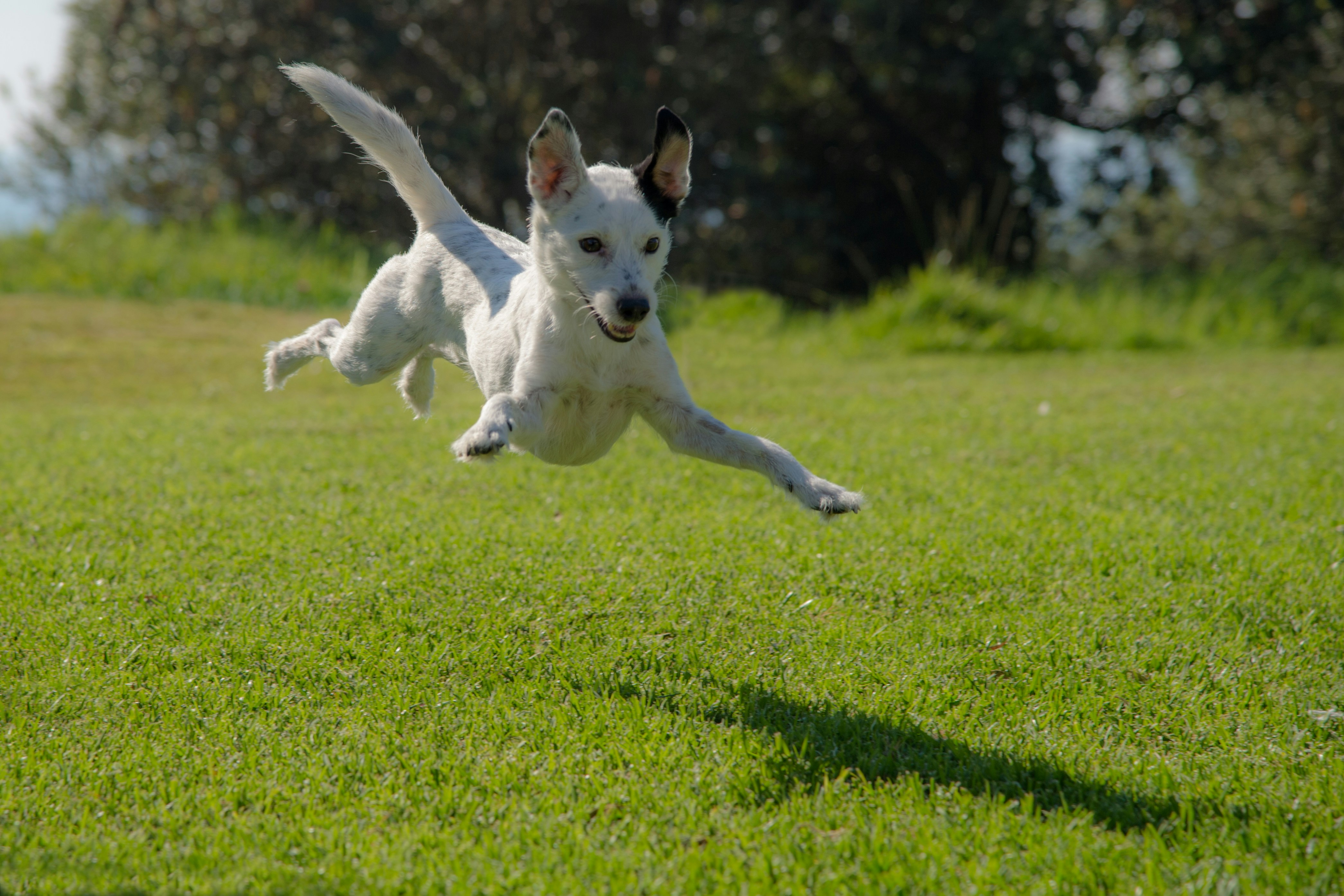 Dog jumping joyfully in green grass