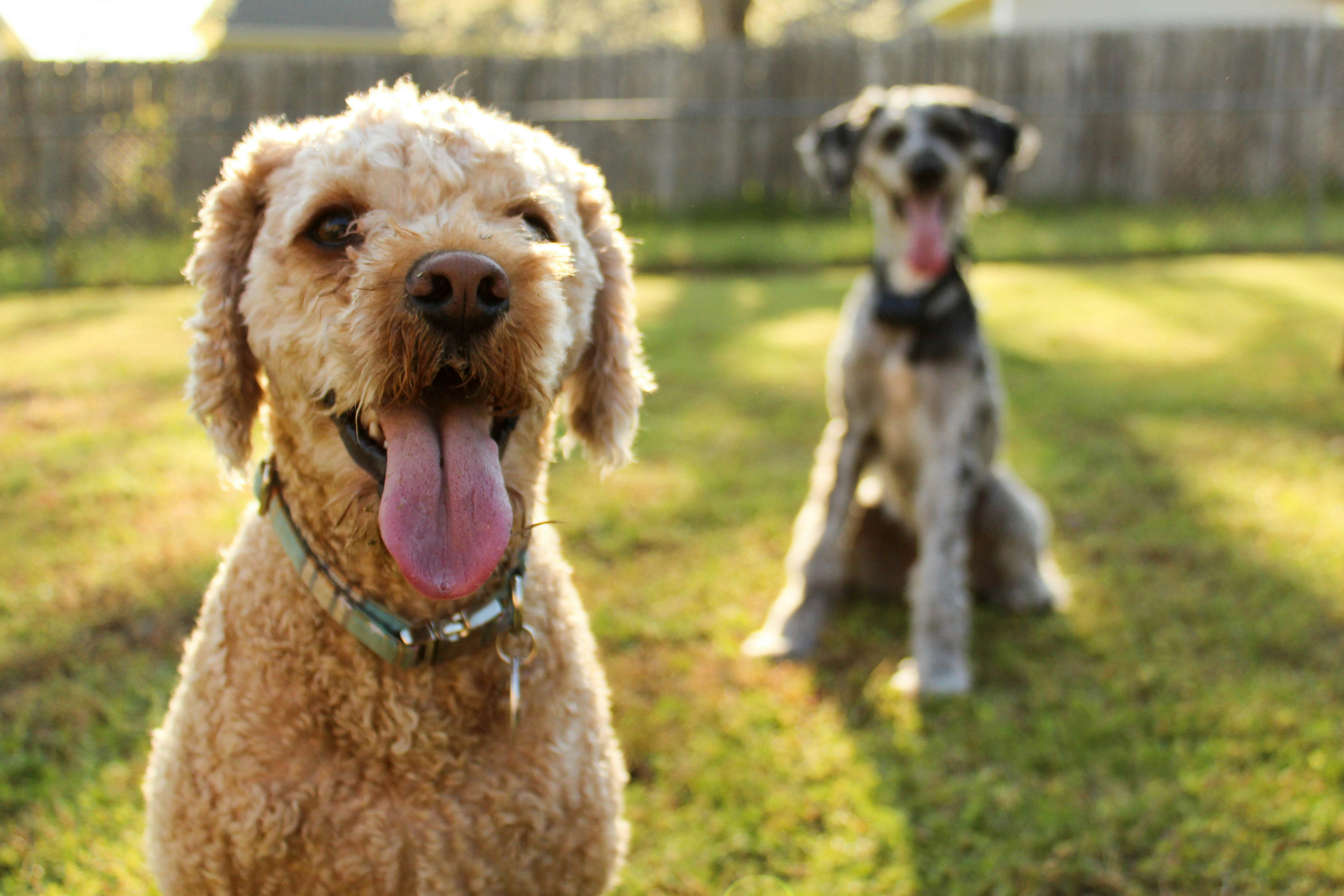 Two dogs sitting on grass in warm sunlight