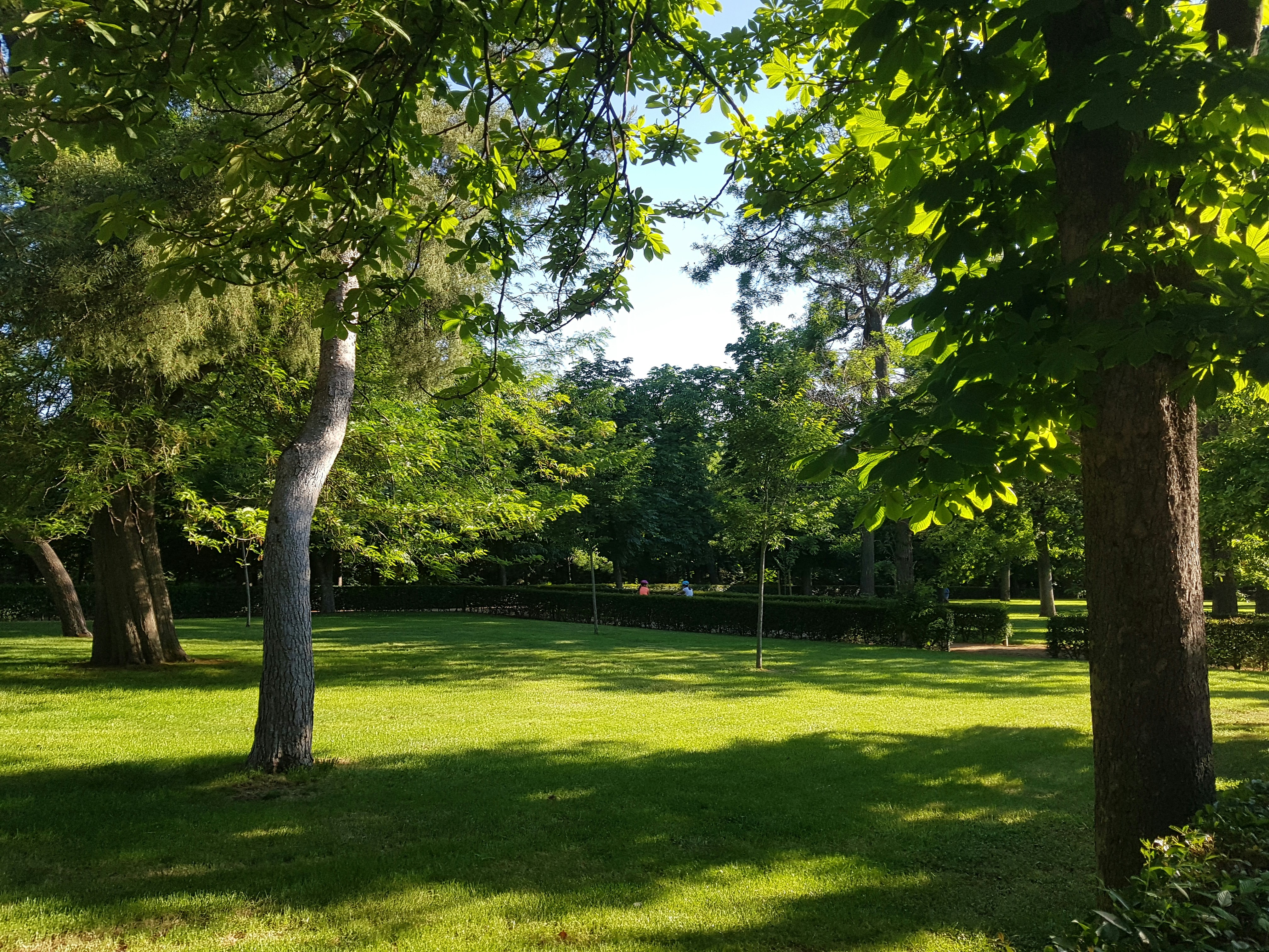 Dog Waste and Lawn Health: A Homeowner's Guide for Auckland Properties