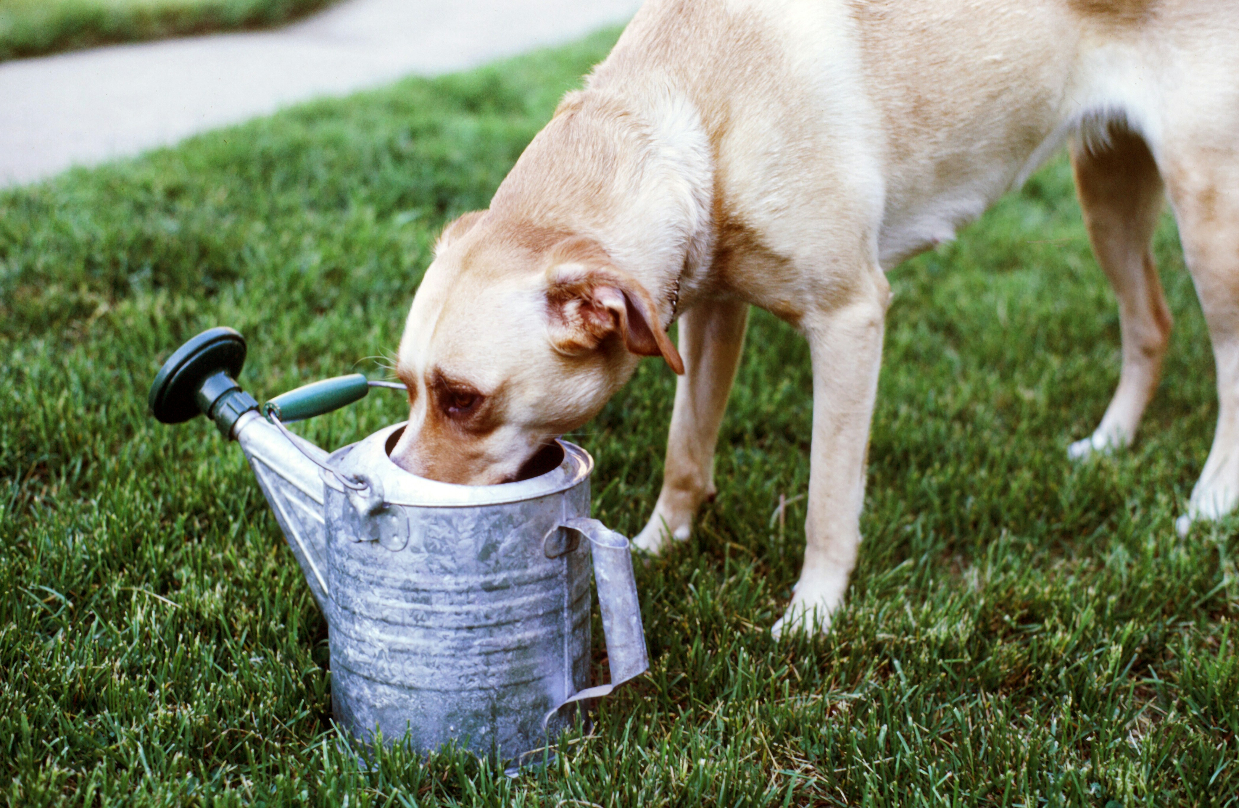 Dog enjoying a fresh backyard