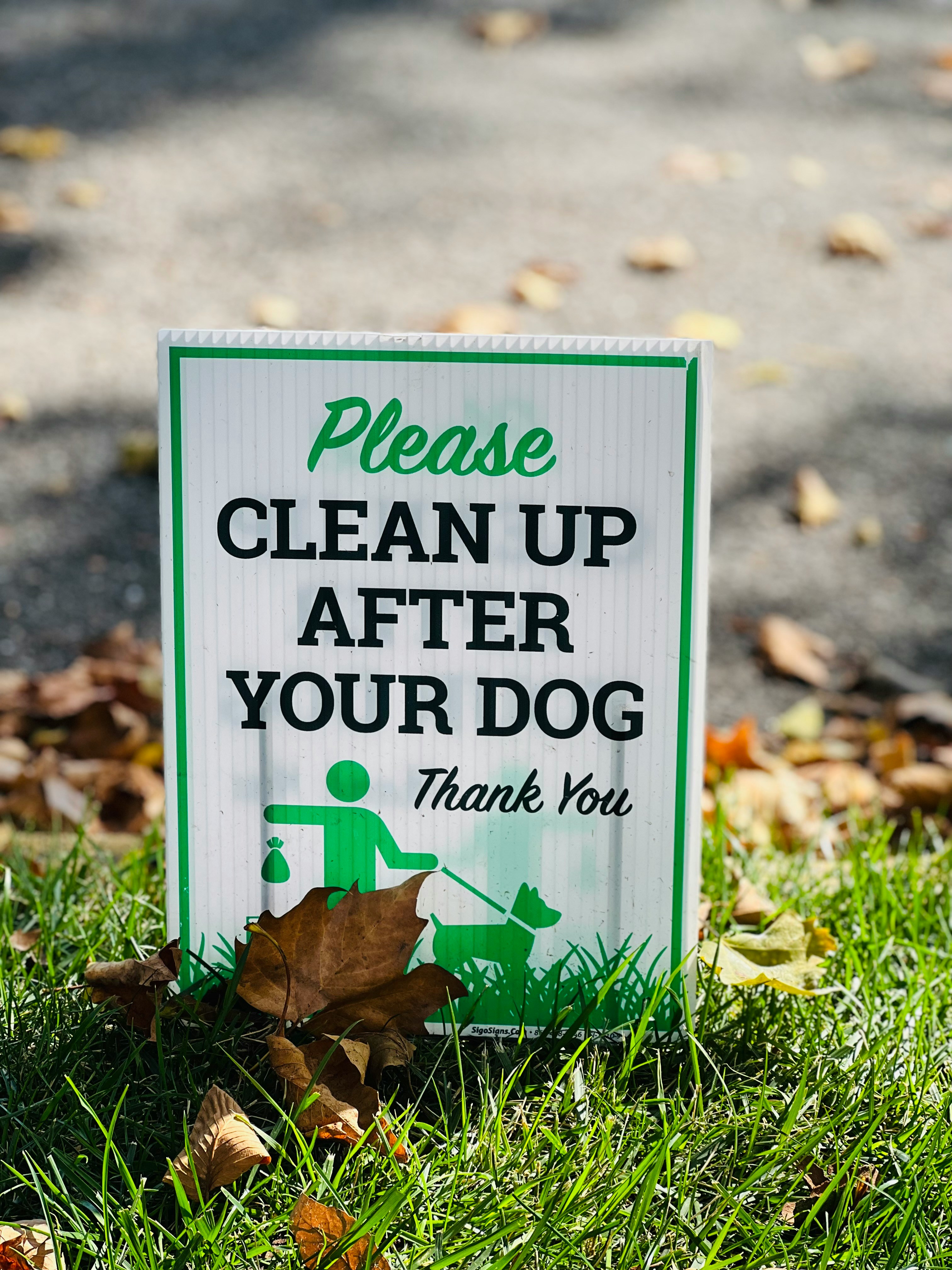 How to Choose the Best Dog Waste Removal Service in Auckland (2026)